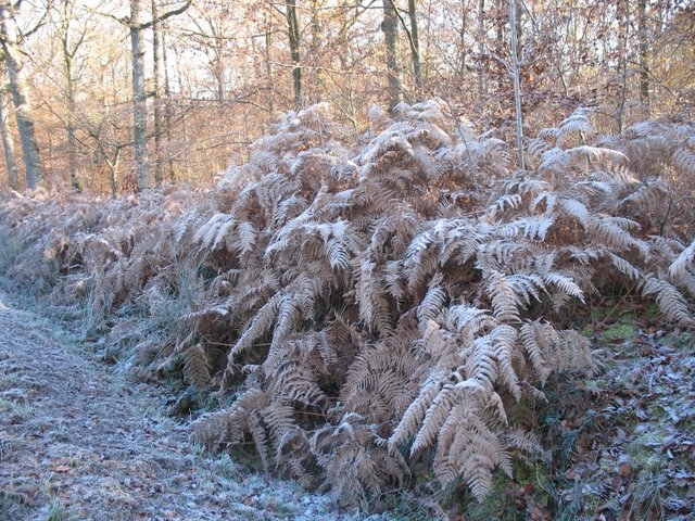 2007 11 Etangs de Hollande 30